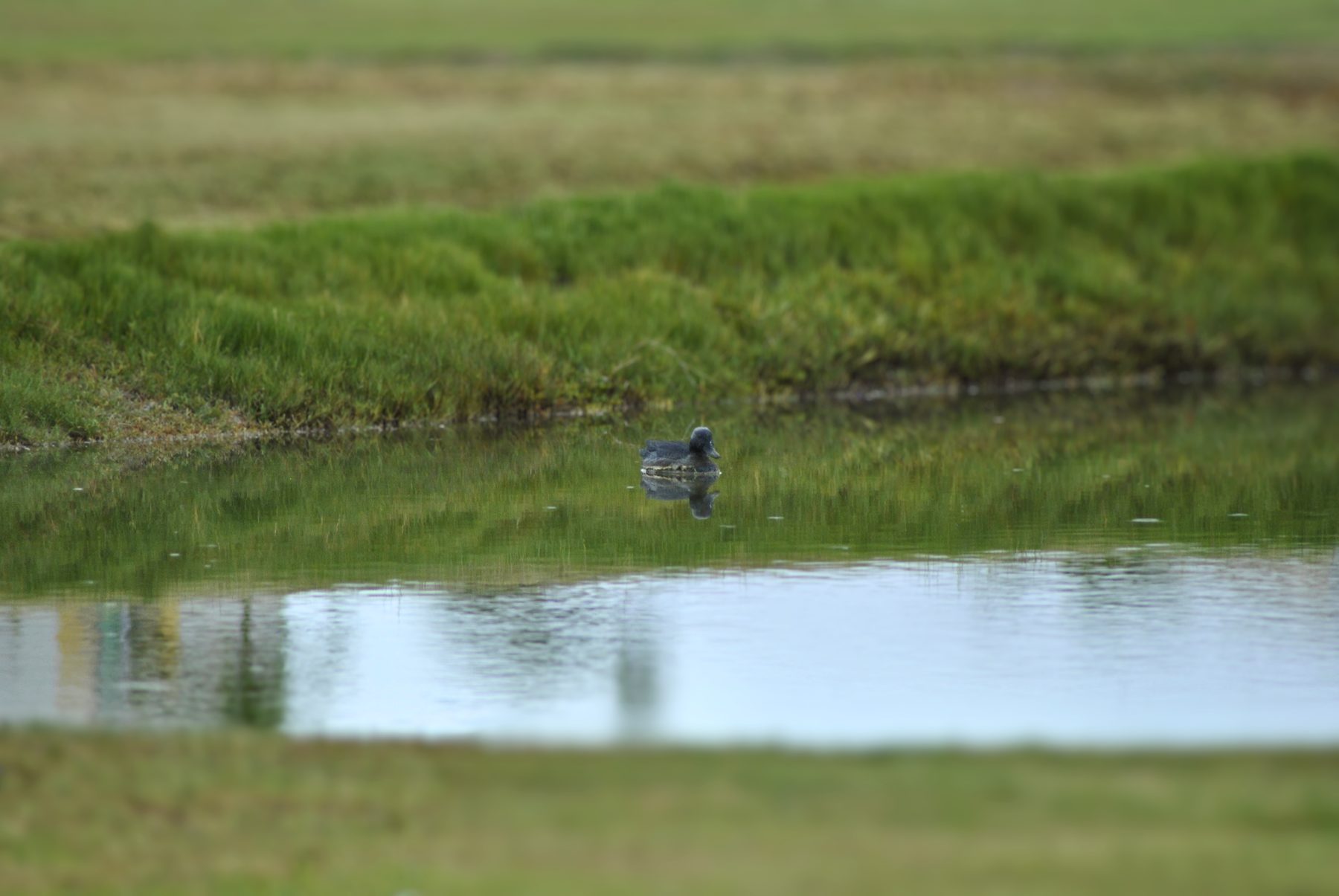 FIRM Golf Tournament — photo 25
