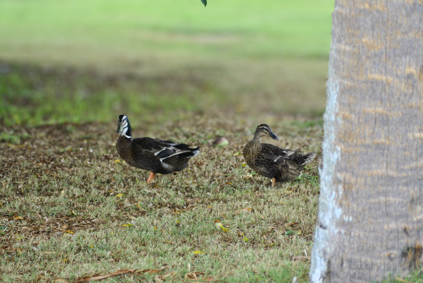 FIRM Golf Tournament — photo 44